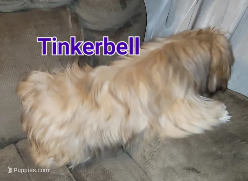 Tinkerbell  – Shih Tzu puppy for sale in Columbia, SC