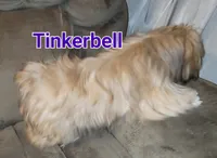 Tinkerbell , a female Shih Tzu for sale in Columbia, SC – 1 of 9