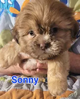 Sonny, a male Shih Tzu for sale in Columbia, SC – 5 of 6