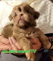 PRINCE, a male Shih Tzu for sale in Columbia, SC – 3 of 5