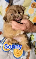 Sonny, a male Shih Tzu for sale in Columbia, SC – 3 of 6