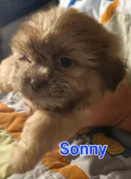 Sonny, a male Shih Tzu for sale in Columbia, SC – 4 of 6
