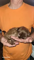 Uno, a female Shih Tzu for sale in Columbia, SC – 3 of 5