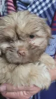 General, a male Shih Tzu for sale in Columbia, SC – 4 of 4