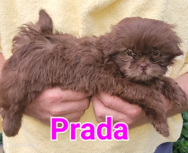 Prada – Shih Tzu puppy on hold in Columbia, SC