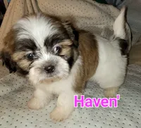 Haven, a female Shih Tzu for sale in Columbia, SC – 3 of 6