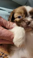 Whiskey, a male Shih Tzu for sale in Columbia, SC – Photo 5 of 6