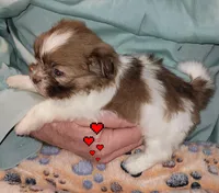 Whiskey, a male Shih Tzu for sale in Columbia, SC – Photo 3 of 6