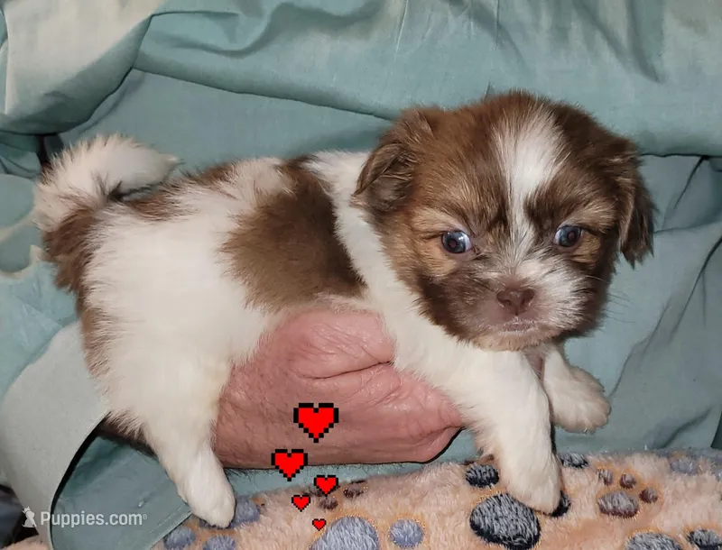 Whiskey – Shih Tzu puppy on hold in Columbia, SC