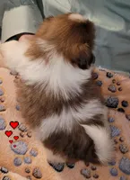 Whiskey, a male Shih Tzu for sale in Columbia, SC – Photo 4 of 6