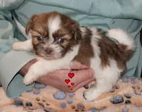 Whiskey, a male Shih Tzu for sale in Columbia, SC – Photo 2 of 6