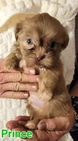 PRINCE, a male Shih Tzu for sale in Columbia, SC – 4 of 5