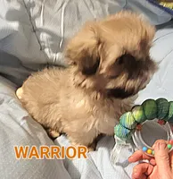 Warrior , a male Shih Tzu for sale in Columbia, SC – 1 of 8