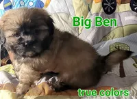 Big Ben, a male Shih Tzu for sale in Columbia, SC – 5 of 9