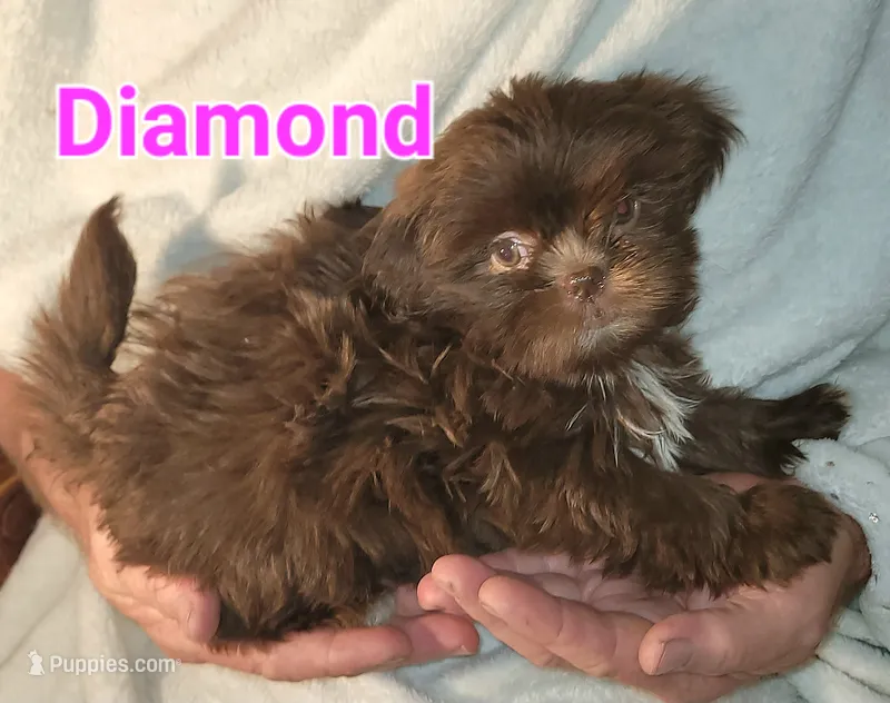 Diamond – Shih Tzu puppy for sale in Columbia, SC