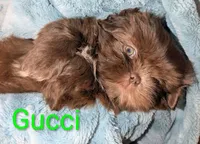 Gucci , a male Shih Tzu for sale in Columbia, SC – 2 of 7