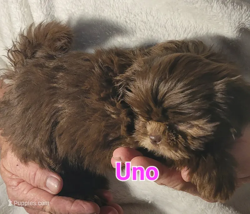 Uno – Shih Tzu puppy for sale in Columbia, SC