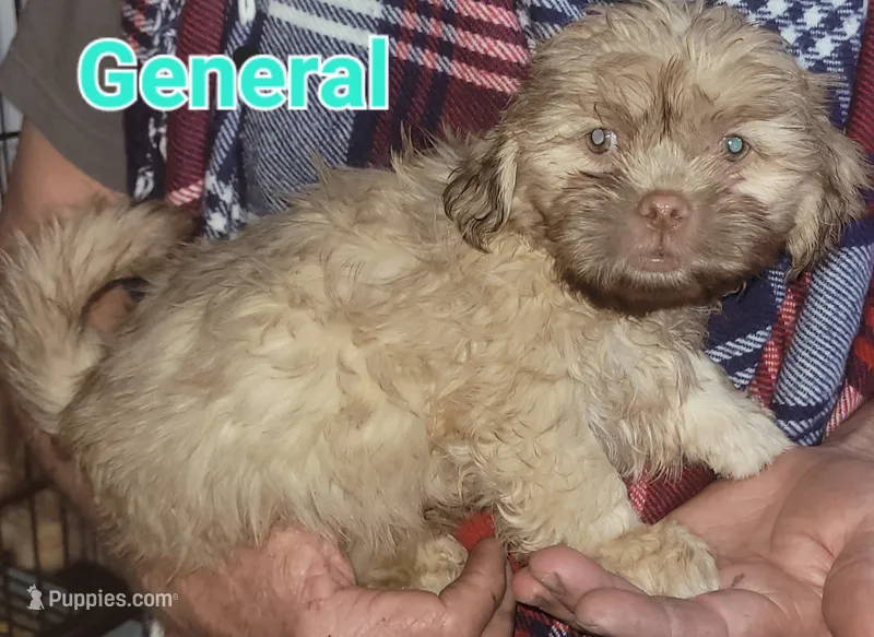 General – Shih Tzu puppy for sale in Columbia, SC