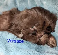 Versace , a male Shih Tzu for sale in Columbia, SC – 5 of 5