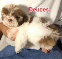 Deuces, a male Shih Tzu for sale in Columbia, SC – 1 of 4