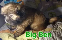 Big Ben, a male Shih Tzu for sale in Columbia, SC – 4 of 9