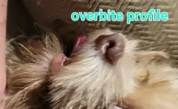Tinkerbell , a female Shih Tzu for sale in Columbia, SC – 9 of 9
