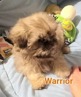 Warrior , a male Shih Tzu for sale in Columbia, SC – 4 of 8