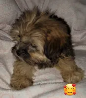 Dobey, a female Shih Tzu for sale in Columbia, SC – Photo 2 of 10