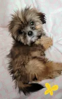 Dobey, a female Shih Tzu for sale in Columbia, SC – Photo 1 of 10