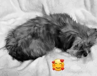 Dobey, a female Shih Tzu for sale in Columbia, SC – Photo 6 of 10