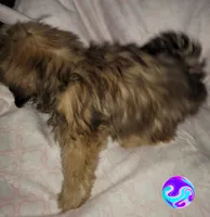 Dobey, a female Shih Tzu for sale in Columbia, SC – Photo 5 of 10