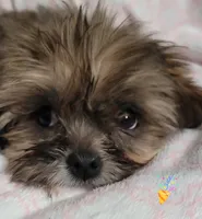 Dobey, a female Shih Tzu for sale in Columbia, SC – Photo 7 of 10