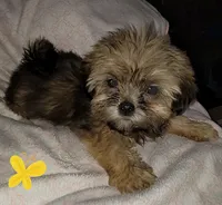 Dobey, a female Shih Tzu for sale in Columbia, SC – Photo 4 of 10