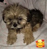 Dobey, a female Shih Tzu for sale in Columbia, SC – Photo 3 of 10