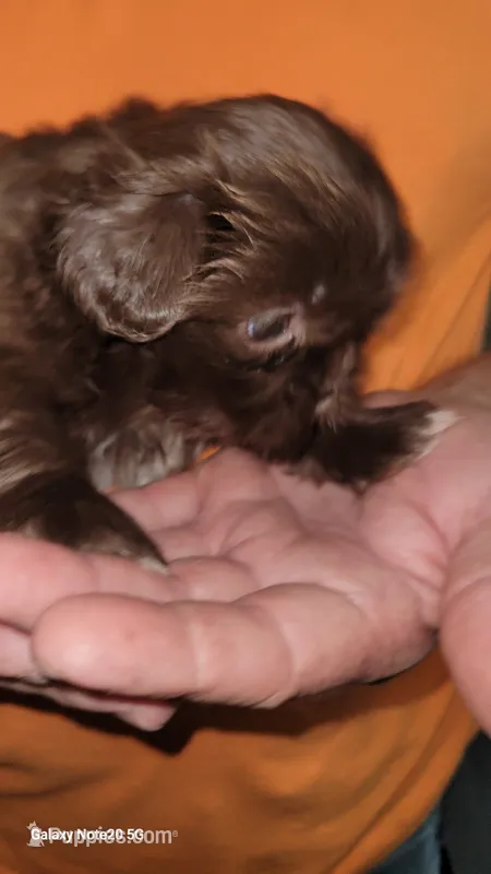 Diamond – Shih Tzu puppy for sale in Columbia, SC