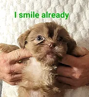 PRINCE, a male Shih Tzu for sale in Columbia, SC – 1 of 5
