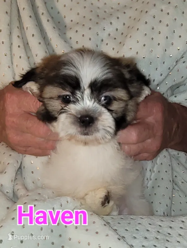 Haven – Shih Tzu puppy for sale in Columbia, SC