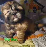 Big Ben, a male Shih Tzu for sale in Columbia, SC – 3 of 9