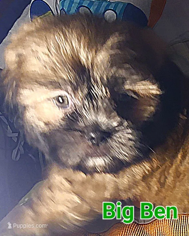 Big Ben – Shih Tzu puppy for sale in Columbia, SC