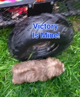 PRINCE, a male Shih Tzu for sale in Columbia, SC – 8 of 9