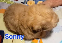 Sonny, a male Shih Tzu for sale in Columbia, SC – 1 of 6