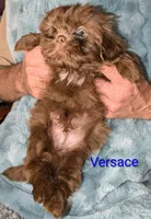 Versace , a male Shih Tzu for sale in Columbia, SC – 2 of 5