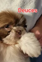 Deuces, a male Shih Tzu for sale in Columbia, SC – 4 of 4
