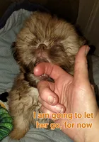 Warrior , a male Shih Tzu for sale in Columbia, SC – 8 of 8