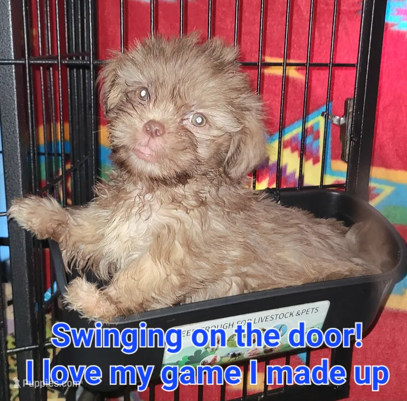 PRINCE – Shih Tzu puppy for sale in Columbia, SC