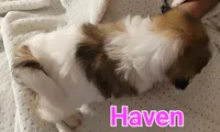 Haven, a female Shih Tzu for sale in Columbia, SC – 6 of 6