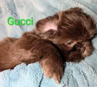Gucci , a male Shih Tzu for sale in Columbia, SC – 5 of 7