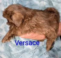 Versace , a male Shih Tzu for sale in Columbia, SC – 3 of 5