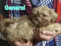 General, a male Shih Tzu for sale in Columbia, SC – 2 of 4