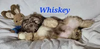 Whiskey, a male Shih Tzu for sale in Columbia, SC – Photo 3 of 8